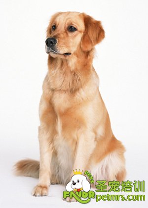 金毛犬