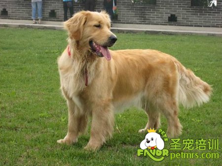 金毛犬訓(xùn)練