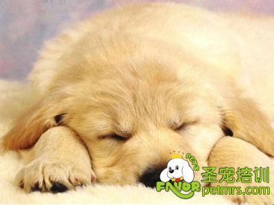 金毛犬病了