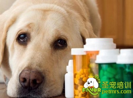 可愛(ài)狗狗