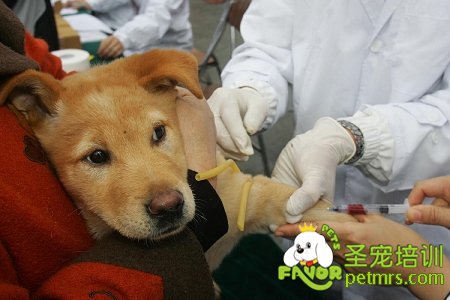 可愛(ài)寵物狗