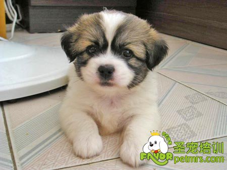 狗狗趴下