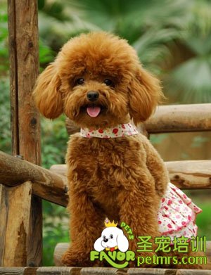 狗狗成犬牙齒和乳牙有什么區(qū)別