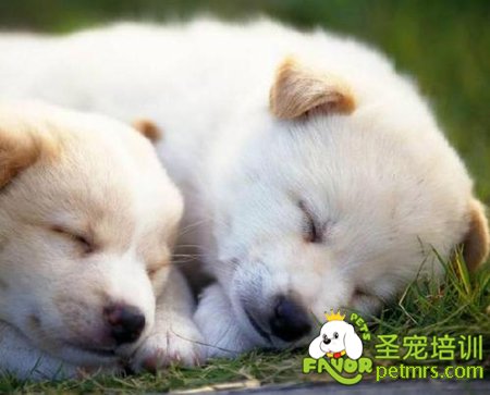 10點科學(xué)訓(xùn)練狗狗的小秘籍