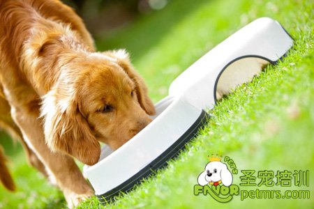 狗狗食物訓(xùn)練