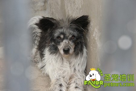 可愛寵物狗