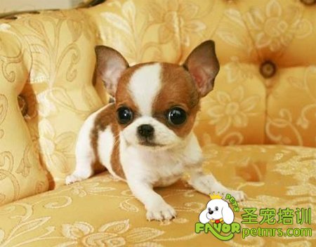可愛(ài)寵物狗