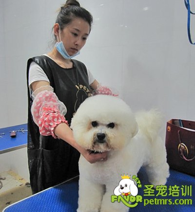 圣寵學(xué)員比熊犬作品