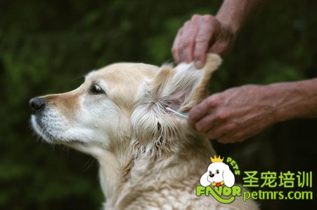 寵物狗耳朵護(hù)理