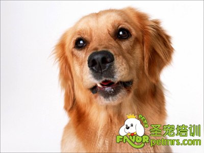 狗狗口臭問(wèn)題