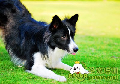 邊境牧羊犬