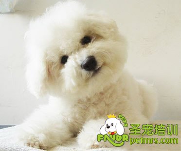 正確培養(yǎng)狗狗忠誠(chéng)度三點(diǎn)基礎(chǔ)方法