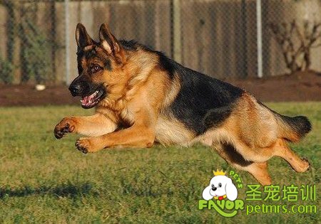 德國(guó)牧羊犬