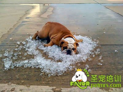 可愛狗狗