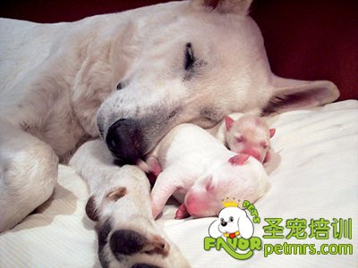 寵物狗產(chǎn)后狀況