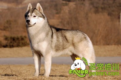 可愛(ài)寵物狗