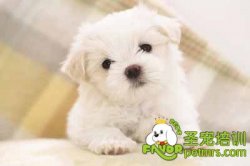 可愛(ài)狗狗