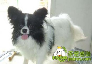 可愛(ài)狗狗