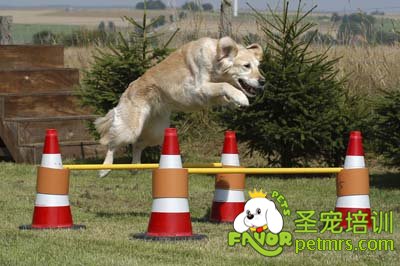 可愛狗狗