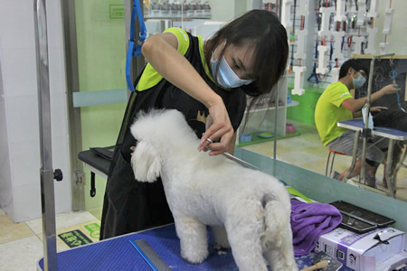 圣寵寵物學(xué)員貴賓犬實(shí)操課