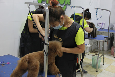 圣寵寵物學(xué)員貴賓犬實(shí)操課