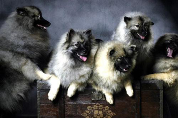 荷蘭毛獅犬