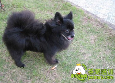蝴蝶犬