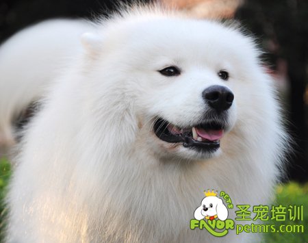 狗狗解暑三點方式，讓狗狗健康度過夏天