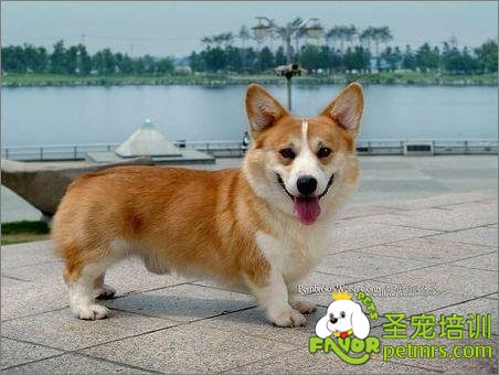 可愛(ài)狗狗