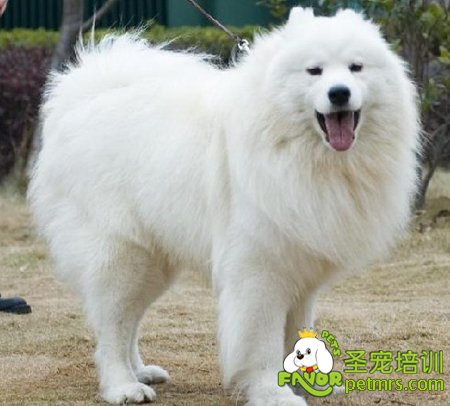 可愛(ài)狗狗