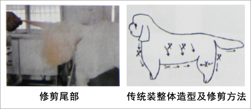 北京犬（京巴犬）美容造型修剪