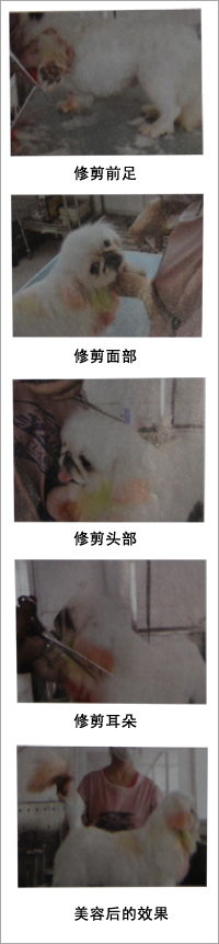北京犬（京巴犬）美容造型修剪