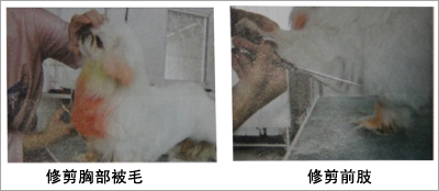 北京犬（京巴犬）美容造型修剪