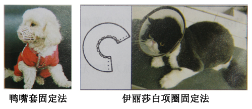 保護固定犬只