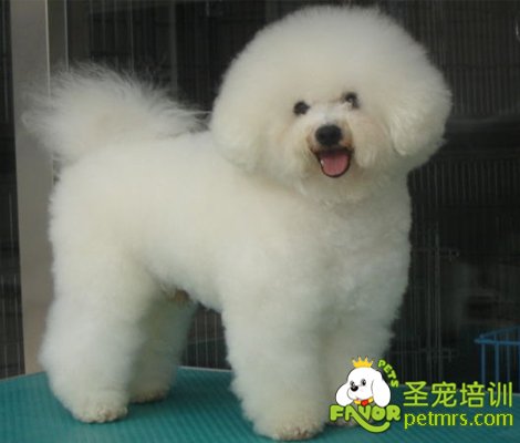 可愛狗狗