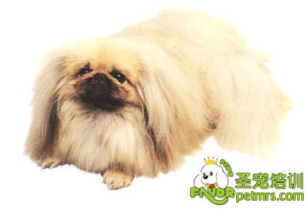 北京犬