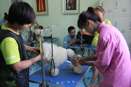 老師指導(dǎo)學(xué)員貴賓犬歐洲大陸裝修剪方法