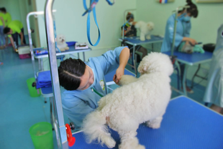 圣寵學(xué)員比熊犬修剪實操