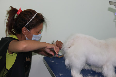 比熊犬實(shí)操課堂