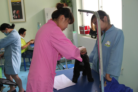 老師指導(dǎo)學(xué)員貴賓犬修剪手法