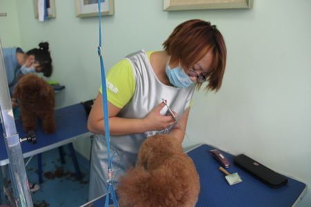 圣寵寵物學員實操課