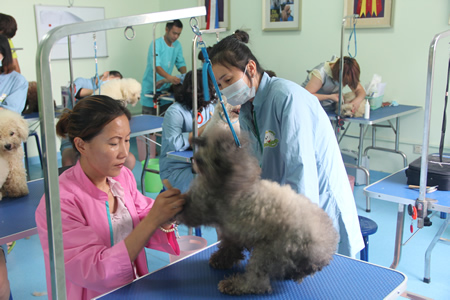 老師學(xué)員貴賓犬梳毛手法