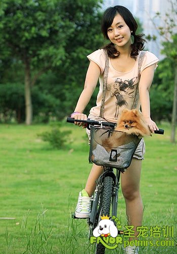 可愛狗狗