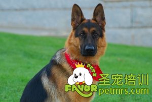 德國(guó)牧羊犬