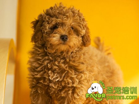 貴賓犬