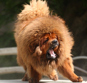 藏獒