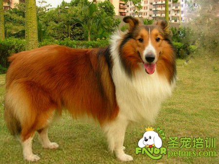 喜樂蒂犬