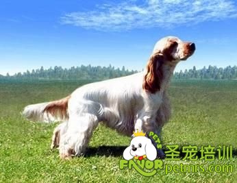 英國(guó)可卡犬