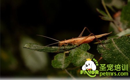 中華樹(shù)蟋