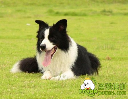 邊境牧羊犬